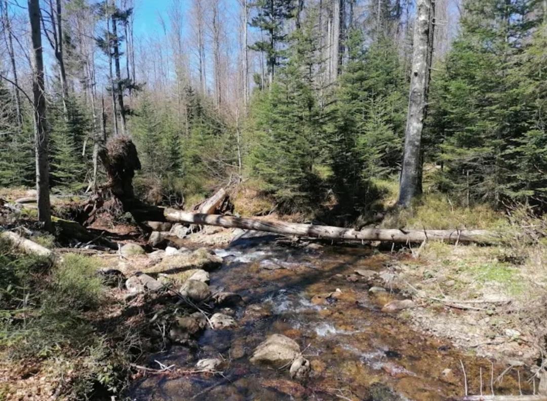 Ferienwohnungen "Haus Daxberg" Idyllisch Gelegen Im Bayerischen Wald Eppenschlag Esterno foto