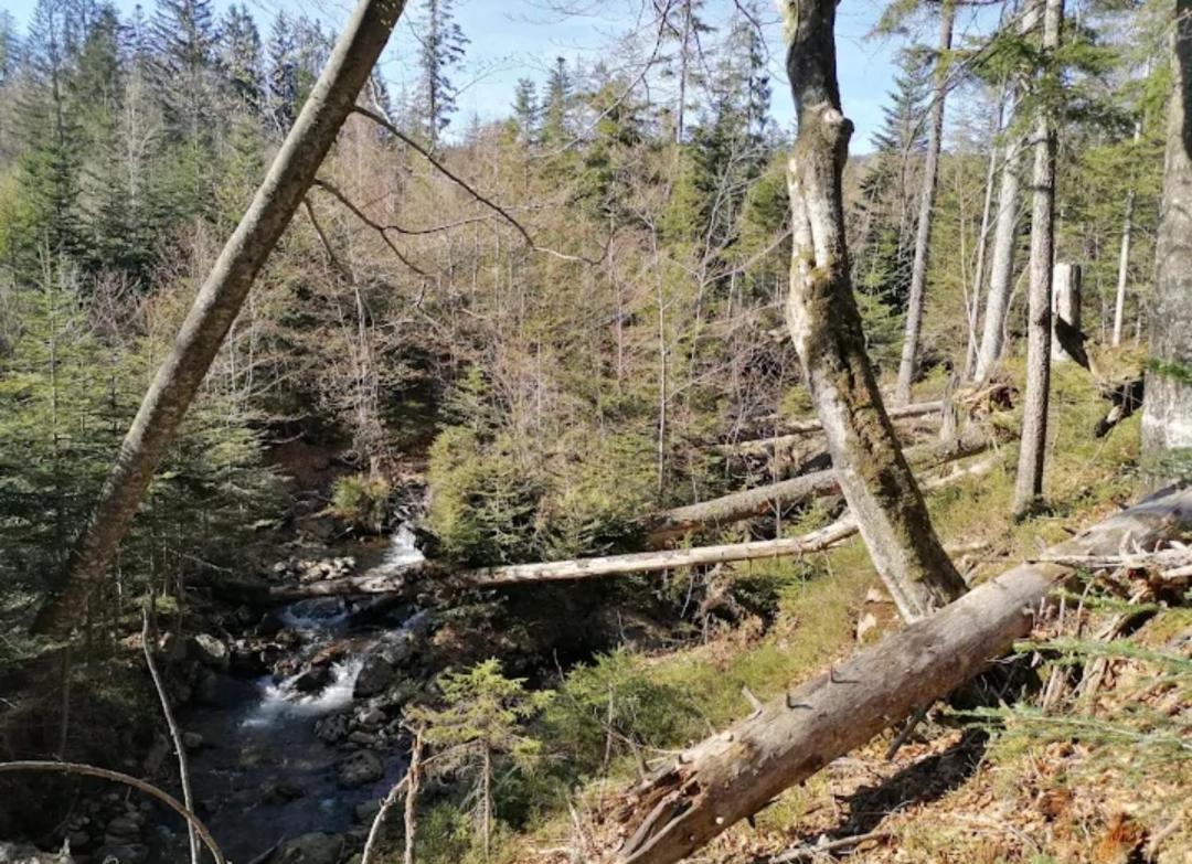 Ferienwohnungen "Haus Daxberg" Idyllisch Gelegen Im Bayerischen Wald Eppenschlag Esterno foto